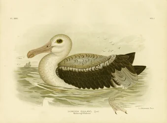 シルバーグレーペトレル、1891年